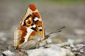 Attēlu rezultāti vaicājumam “Apatura iris underside”