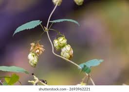 Attēlu rezultāti vaicājumam “Humulus lupulus bud”