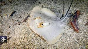 Image result for Dasyatis pastinaca