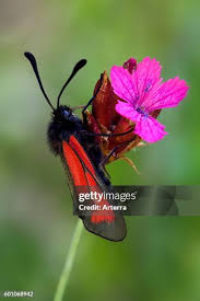 Attēlu rezultāti vaicājumam “Zygaena sp.”