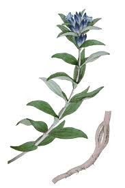 Attēlu rezultāti vaicājumam “Gentiana cruciata flower”