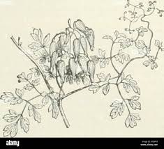 Image result for Adlumia cirrhosa