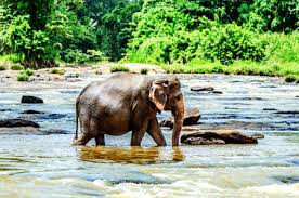 Image result for pinawella