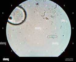 Attēlu rezultāti vaicājumam “Propolis farinosa”