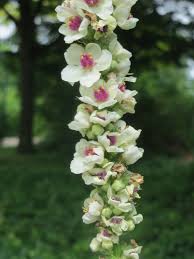 Attēlu rezultāti vaicājumam “Verbascum nigrum flower”