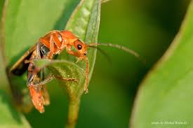 Attēlu rezultāti vaicājumam “Cantharis livida”