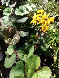 Attēlu rezultāti vaicājumam “Lignydium muscorum young”