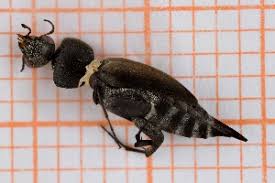 Attēlu rezultāti vaicājumam “Mordella sp.”