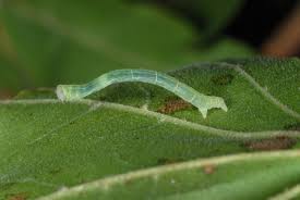 Attēlu rezultāti vaicājumam “Cyclophora annularia”