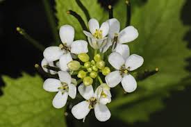 Attēlu rezultāti vaicājumam “Alliaria petiolata flower”
