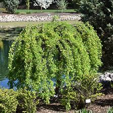 Attēlu rezultāti vaicājumam “Caragana arborescens leaf”
