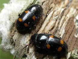 Attēlu rezultāti vaicājumam “Glischrochilus hortensis”