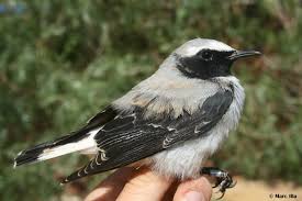 Attēlu rezultāti vaicājumam “Larus minutus adult”