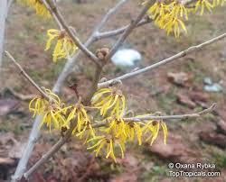Attēlu rezultāti vaicājumam “Hamamelis mollis flower”