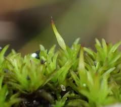 Attēlu rezultāti vaicājumam “Rhabdoweisia fugax sporophyte”