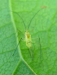 Attēlu rezultāti vaicājumam “Aphididae”