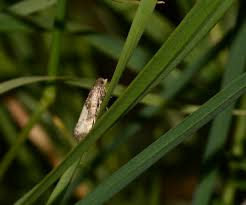 Attēlu rezultāti vaicājumam “Notocelia cynosbatella”