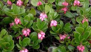 Attēlu rezultāti vaicājumam “Exobasidium uvae-ursi”