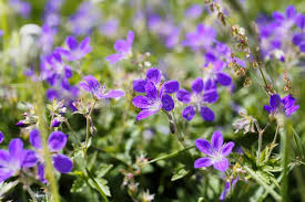 Attēlu rezultāti vaicājumam “Geranium palustre flower”