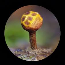 Attēlu rezultāti vaicājumam “Badhamiopsis praetermissa macro”