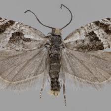 Attēlu rezultāti vaicājumam “Ancylis myrtillana”