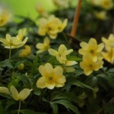 Attēlu rezultāti vaicājumam “Anemone x lipsiensis leaf”