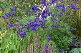 Image result for Aconitum napellus
