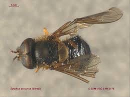 Attēlu rezultāti vaicājumam “Syrphus sp. imago”