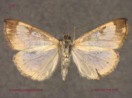 Attēlu rezultāti vaicājumam “Evergestis pallidata”