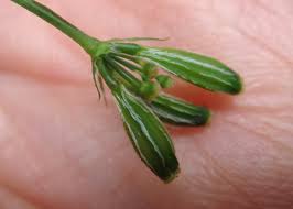 Attēlu rezultāti vaicājumam “Anthriscus sylvestris fruit”