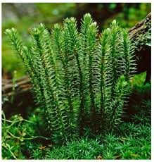 Attēlu rezultāti vaicājumam “Huperzia selago”