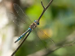 Attēlu rezultāti vaicājumam “Aeshna mixta male”