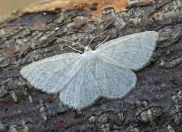 Attēlu rezultāti vaicājumam “Cabera exanthemata male”