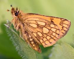 Attēlu rezultāti vaicājumam “Carterocephalus silvicolus”