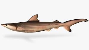 Image result for Carcharhinus limbatus