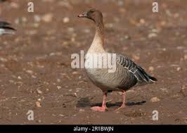 Attēlu rezultāti vaicājumam “Anser brachyrhynchus adult”