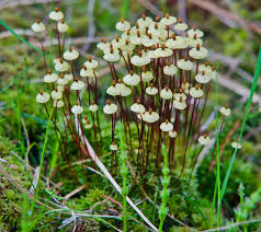 Attēlu rezultāti vaicājumam “Splachnum ampullaceum sporophyte”