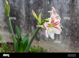 Attēlu rezultāti vaicājumam “Liliaceae”