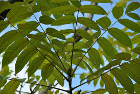 Attēlu rezultāti vaicājumam “Juglans x sinensis leaf”
