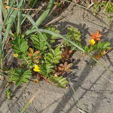 Attēlu rezultāti vaicājumam “Potentilla arenaria leaf”