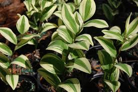Attēlu rezultāti vaicājumam “Polygonatum odoratum bud”