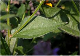 Attēlu rezultāti vaicājumam “Rudbeckia hirta var. hirta leaf”