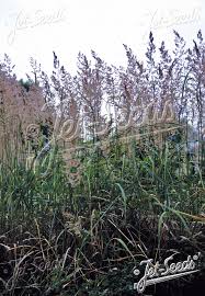 Attēlu rezultāti vaicājumam “Calamagrostis epigeios”