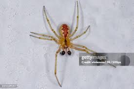 Attēlu rezultāti vaicājumam “Theridiidae”