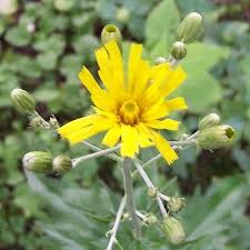 Attēlu rezultāti vaicājumam “Hieracium laevigatum”