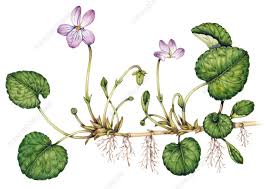 Attēlu rezultāti vaicājumam “Viola palustris”