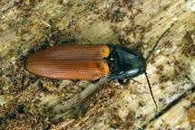 Attēlu rezultāti vaicājumam “Ampedus pomorum”