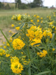 Attēlu rezultāti vaicājumam “Medicago sativa subsp. falcata”