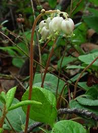 Attēlu rezultāti vaicājumam “Pyrolaceae”