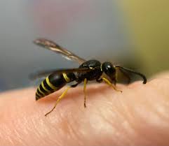 Attēlu rezultāti vaicājumam “Ancistrocerus sp.”